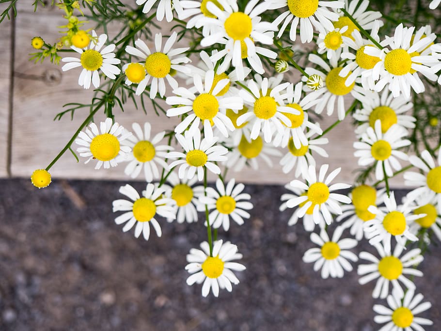 flower, white, sidewalk, macro, yellow, flowering plant, freshness HD wallpaper