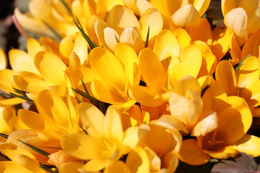 crocuses, spring, yellow, flower, flowers, flora, bloom, garden HD wallpaper