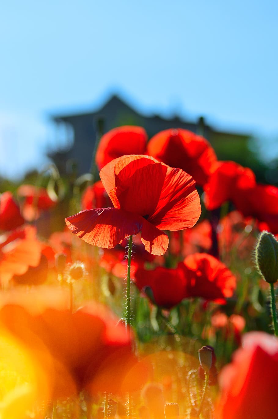Selective Focus Photography of Red Flowers, background, beautiful HD wallpaper