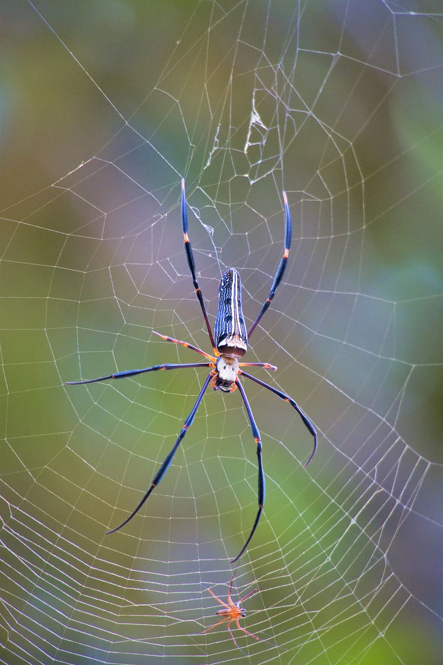 big spider, spider silk, wheel web spiders, araneidae, thailand, HD wallpaper