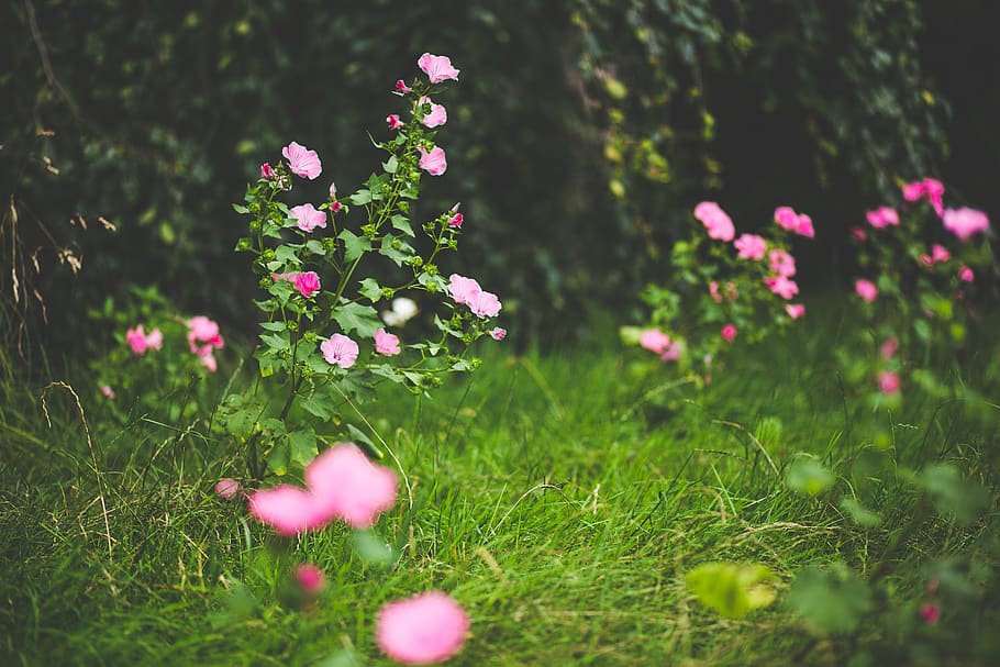 Pink Petal Flowers, bloom, blossom, field, flora, grass, nature HD wallpaper