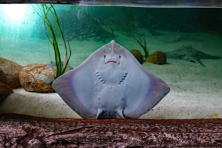 sting ray, flat fish, sea, stingray, water, underwater, ocean HD wallpaper