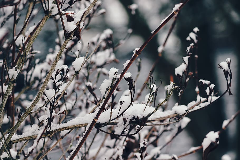branches, snow, snowy, winter, cold, snow cover, frosty, grass HD wallpaper