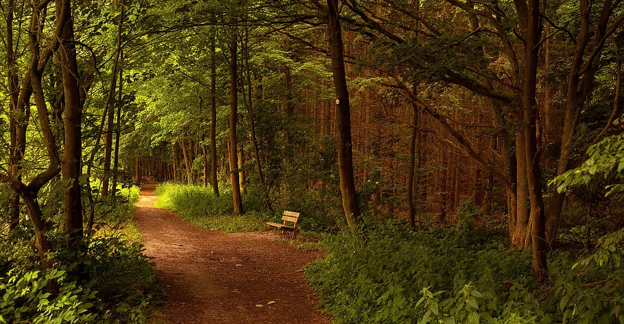 figtree, annas hoeve, forest, trees, nature, path, outdoor HD wallpaper