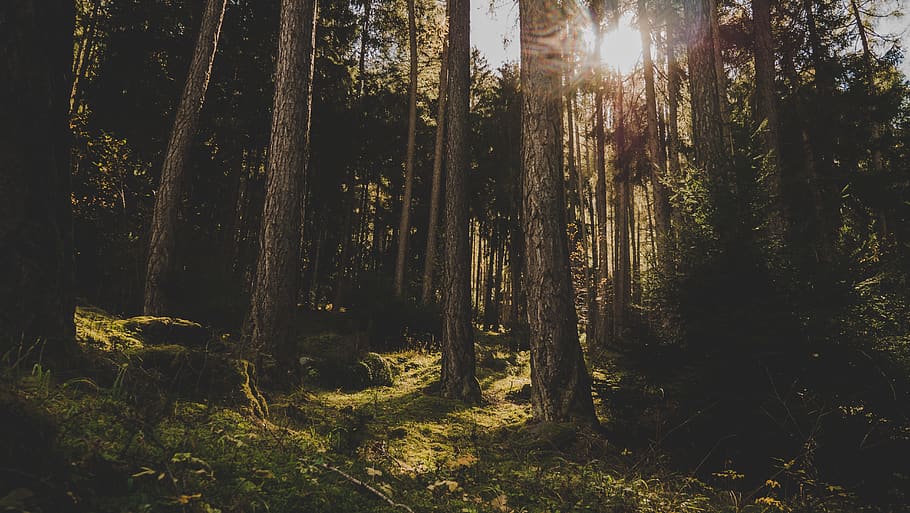 Trees, daylight, environment, forest, nature, scenic, woods, plant HD wallpaper