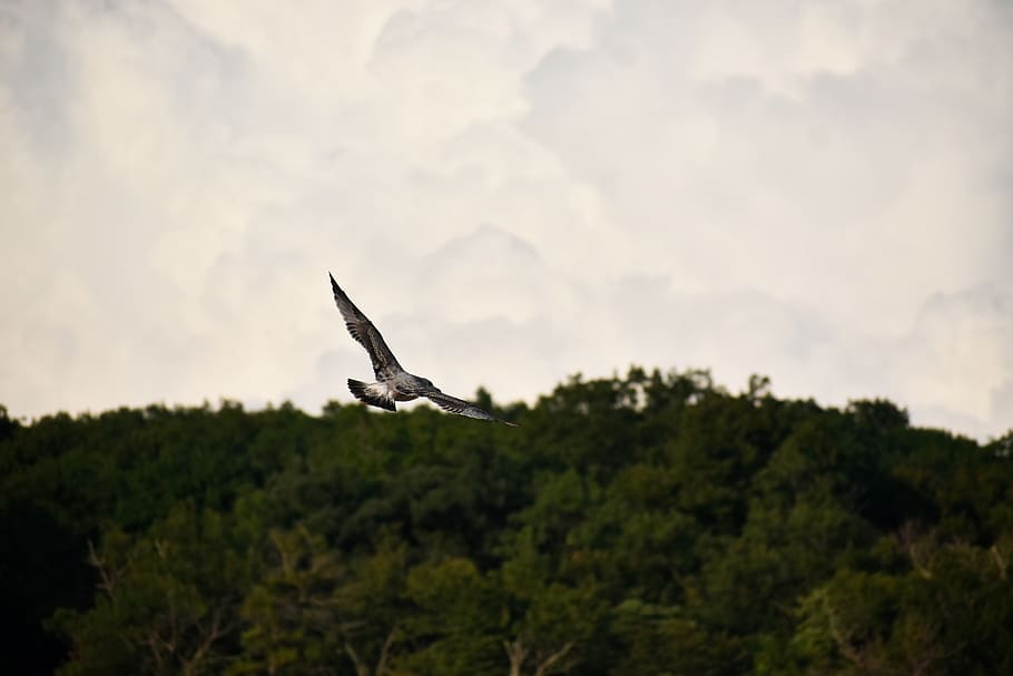 flying, seagull, nature, animal themes, animals in the wild HD wallpaper