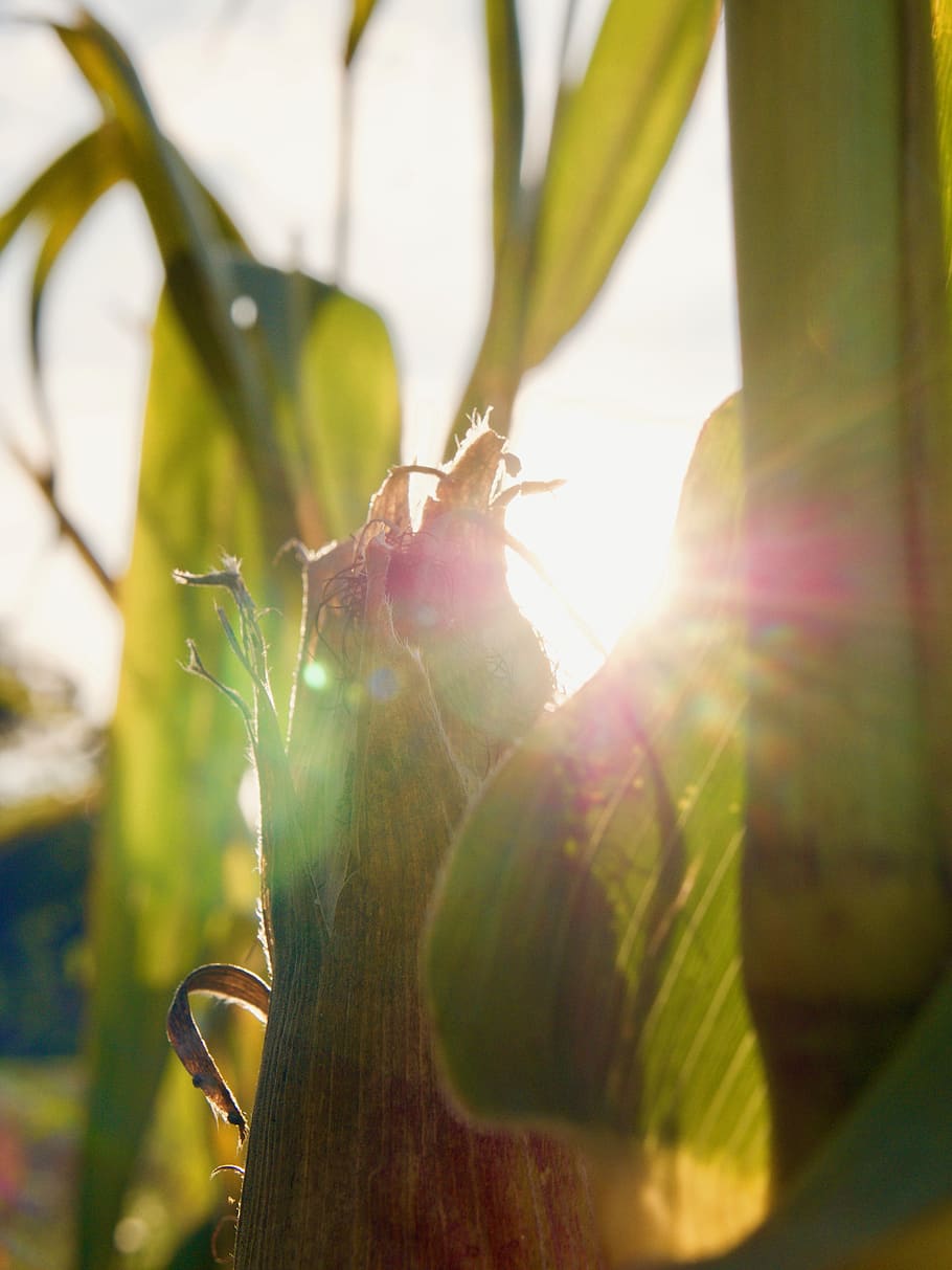 corn, sun, green, nature, flairs, mais, sunlight, plant, close-up HD wallpaper