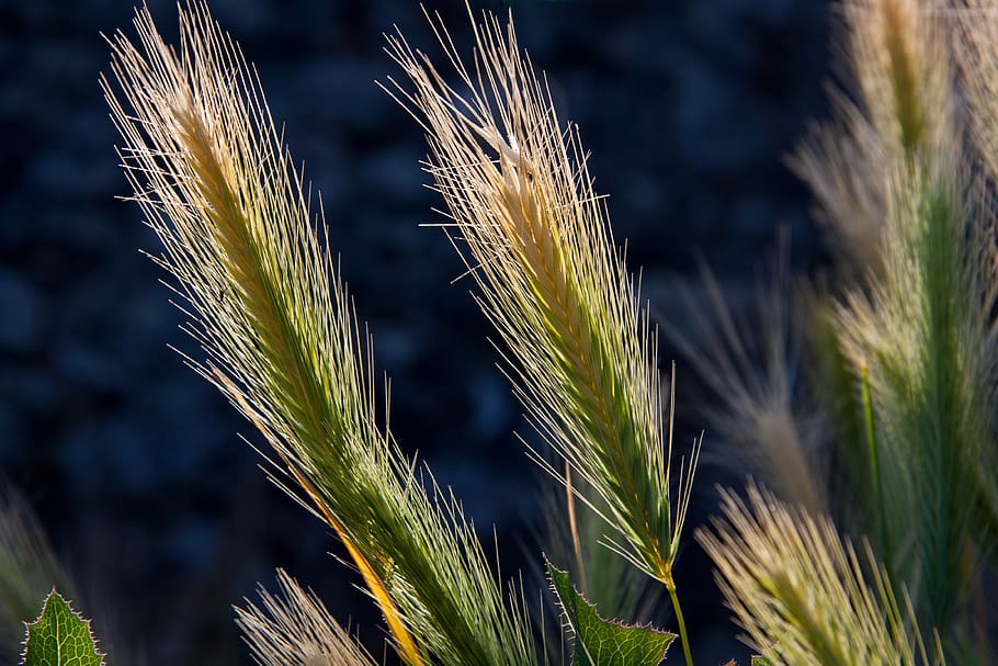 Green Cattail Plant, blur, close-up, crops, focus, macro, plants HD wallpaper