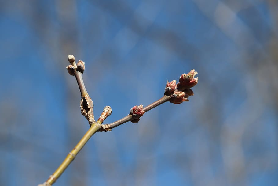 buds, tree, nature, spring, landscape, leaves, sky, season HD wallpaper