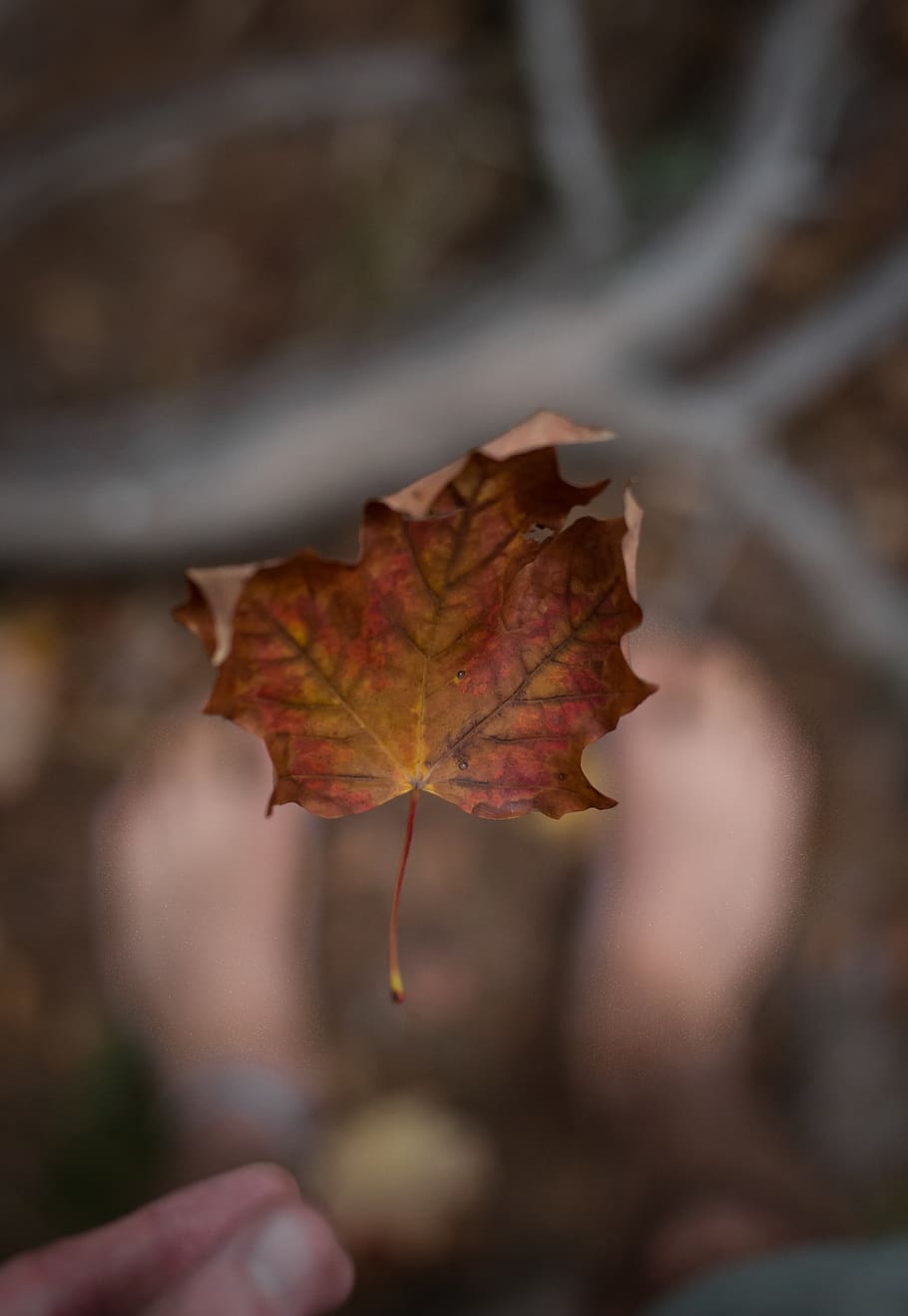 united states, duluth, autumn, plant part, leaf, change, close-up HD wallpaper