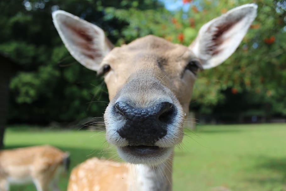Close Up Photography of Brown Animal, animals, close-up, deer HD wallpaper
