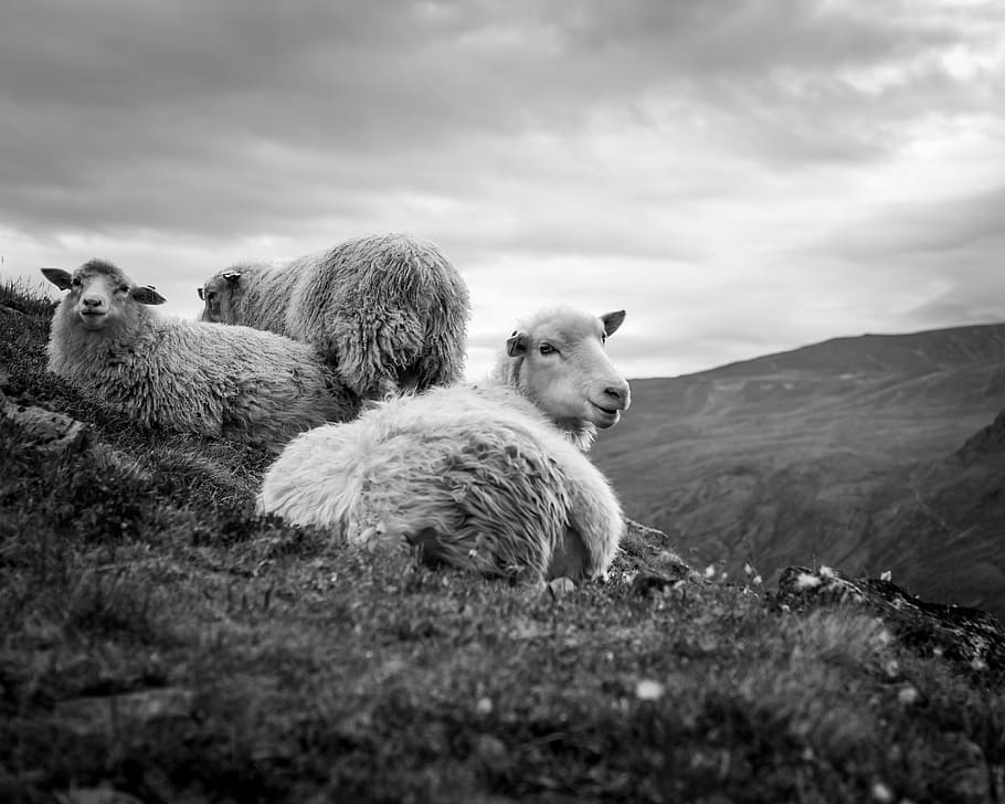 three sheeps lying on grass, mammal, animal, norway, jotunheimen, HD wallpaper