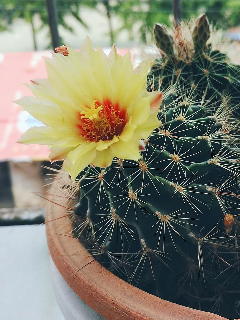 flower, plant, flowering plant, cactus, succulent plant, growth HD wallpaper