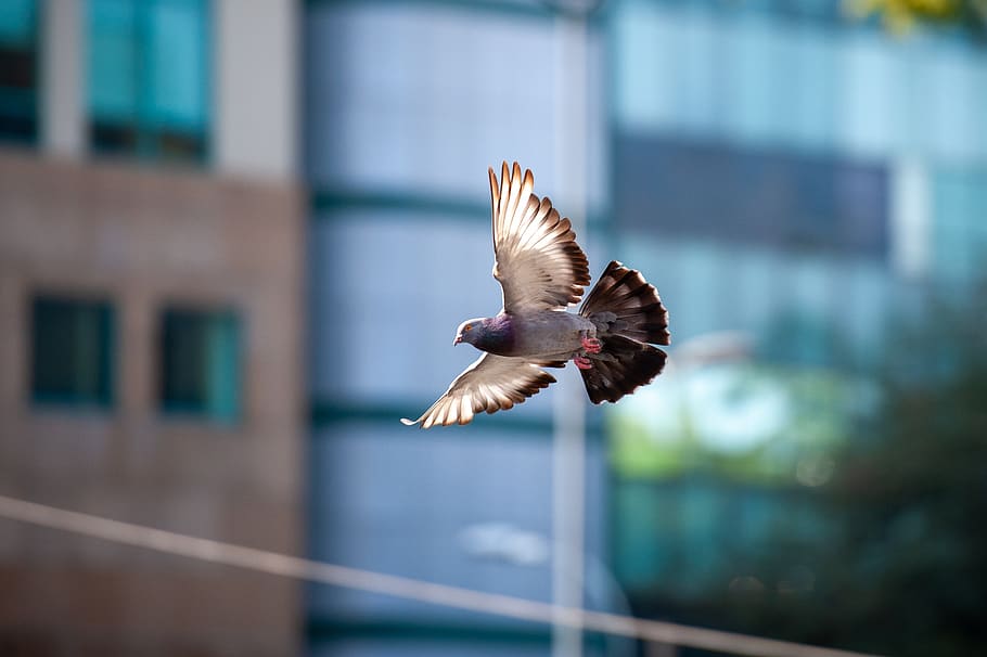 bird, dove, flight, animals, flying, spread wings, animal themes HD wallpaper