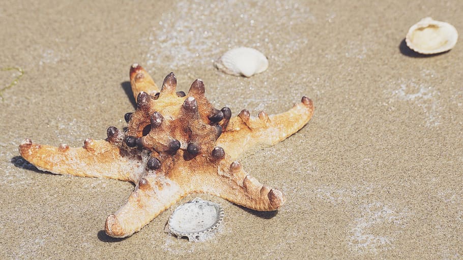 Star Fish On Sand, beach, conch, echinoderm, sandy, seashells HD wallpaper