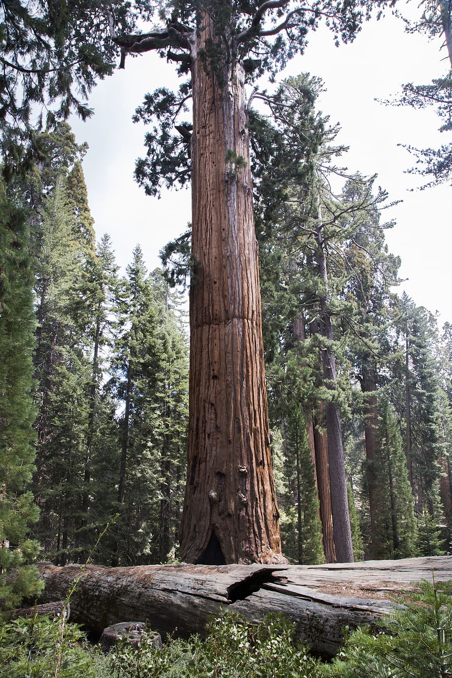 united states, sequoia national park, bark, nature, giant, landscape, HD wallpaper
