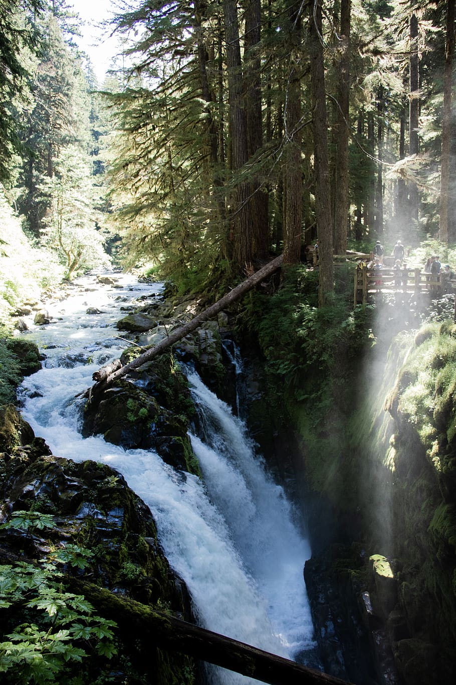 waterfall, forest, sun, light, nature, beauty, tree, plant HD wallpaper