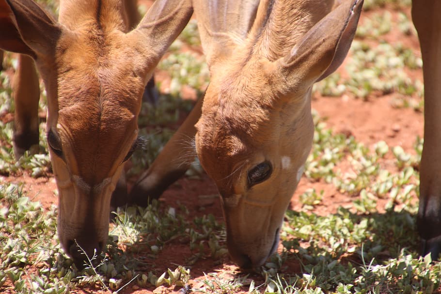 Two Brown Deers Eating Grass, animals, antelope, barbaric, close-up, HD wallpaper