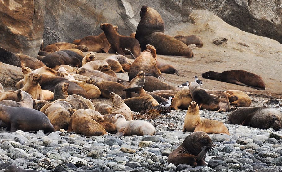 Sea Lions Lot, animals, daylight, environment, mammal, many, marine HD wallpaper