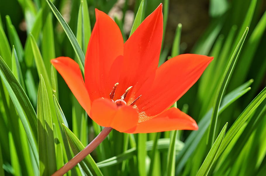 red, tulip, bloom, blooming, nature, garden, flower, fragrance HD wallpaper