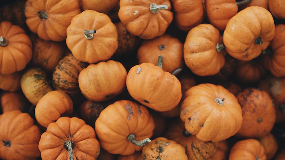 pumpkin lot, stem, mini pumpkin, harvest, autumn, fall, seasonal, HD wallpaper