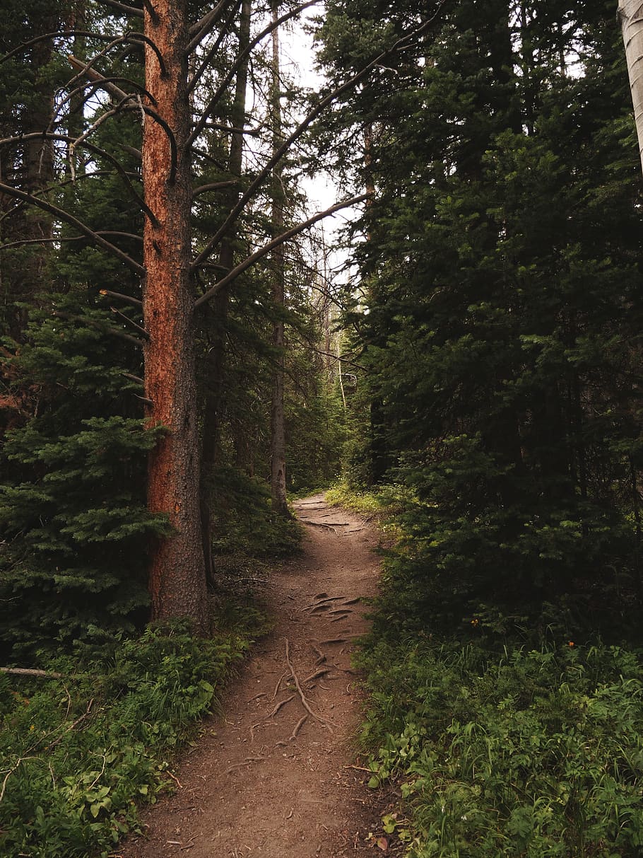 dirt road between trees during daytime, plant, forest, growth HD wallpaper