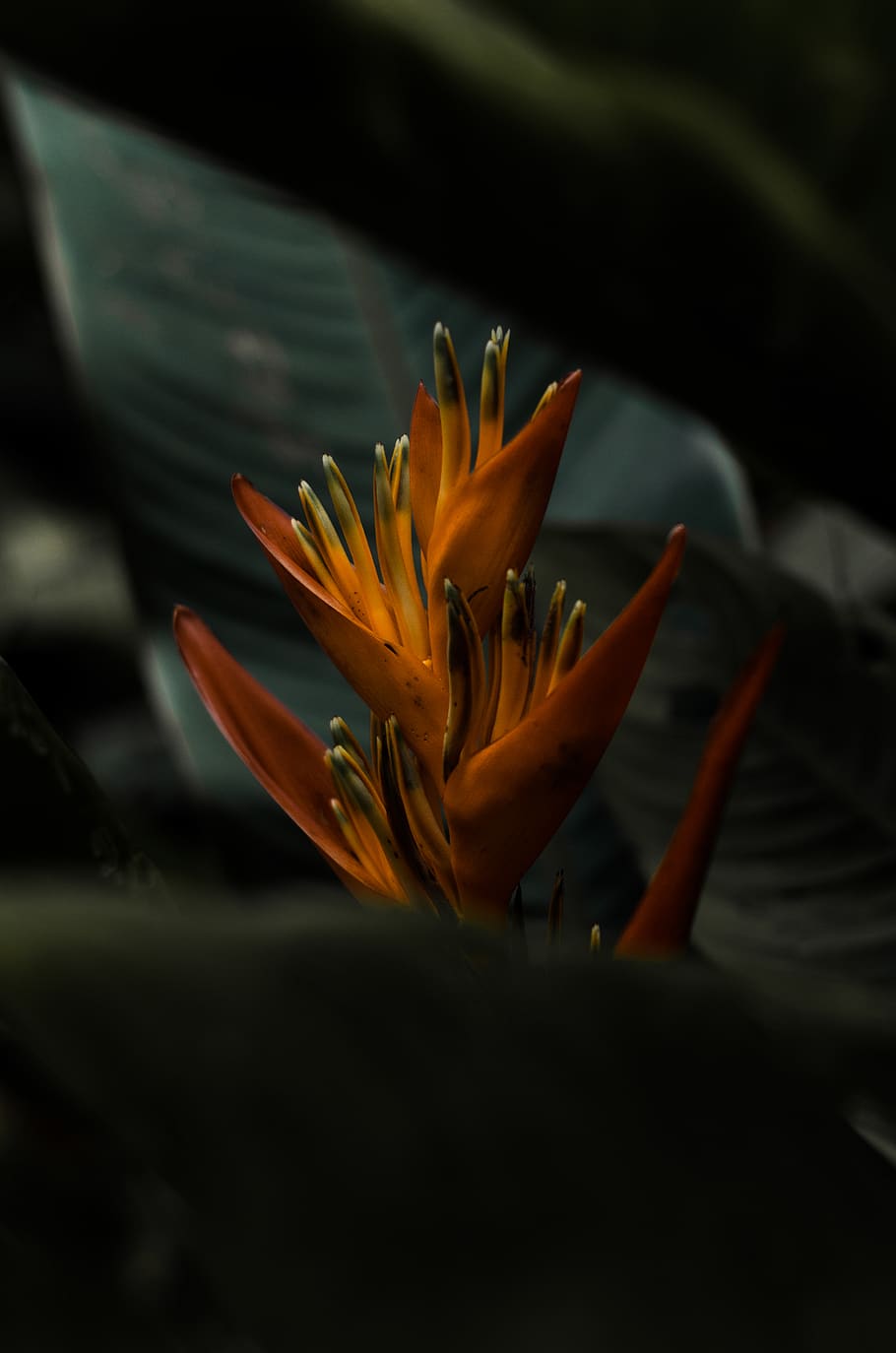 Orange Petaled Flower, bloom, blossom, flora, petals, plant, flowering plant HD wallpaper