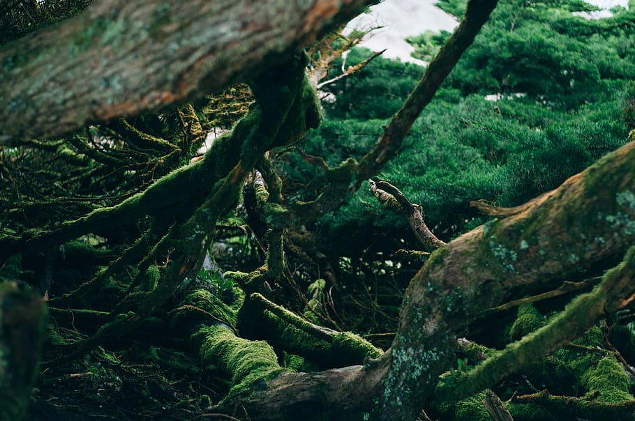 nature, trees, branches, twisted, green, moss, forest, jungle HD wallpaper