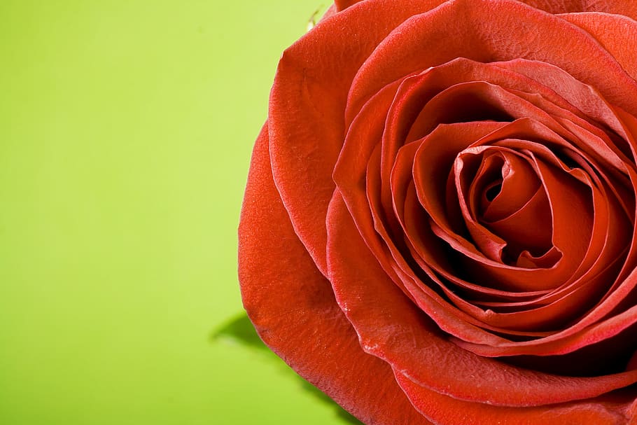 rose, red, stem, background, decoration, concept, closeup, green, HD wallpaper