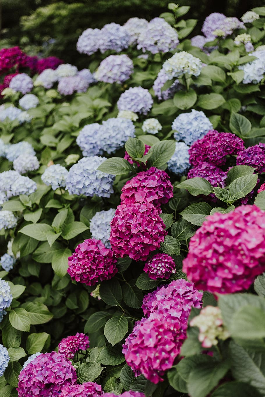 full bloomed pink and blue hydrangeas, flower, blossom, plant HD wallpaper