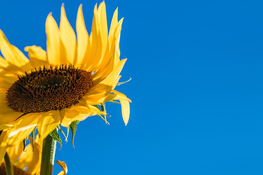 yellow sunflower, flowering plant, petal, flower head, freshness HD wallpaper