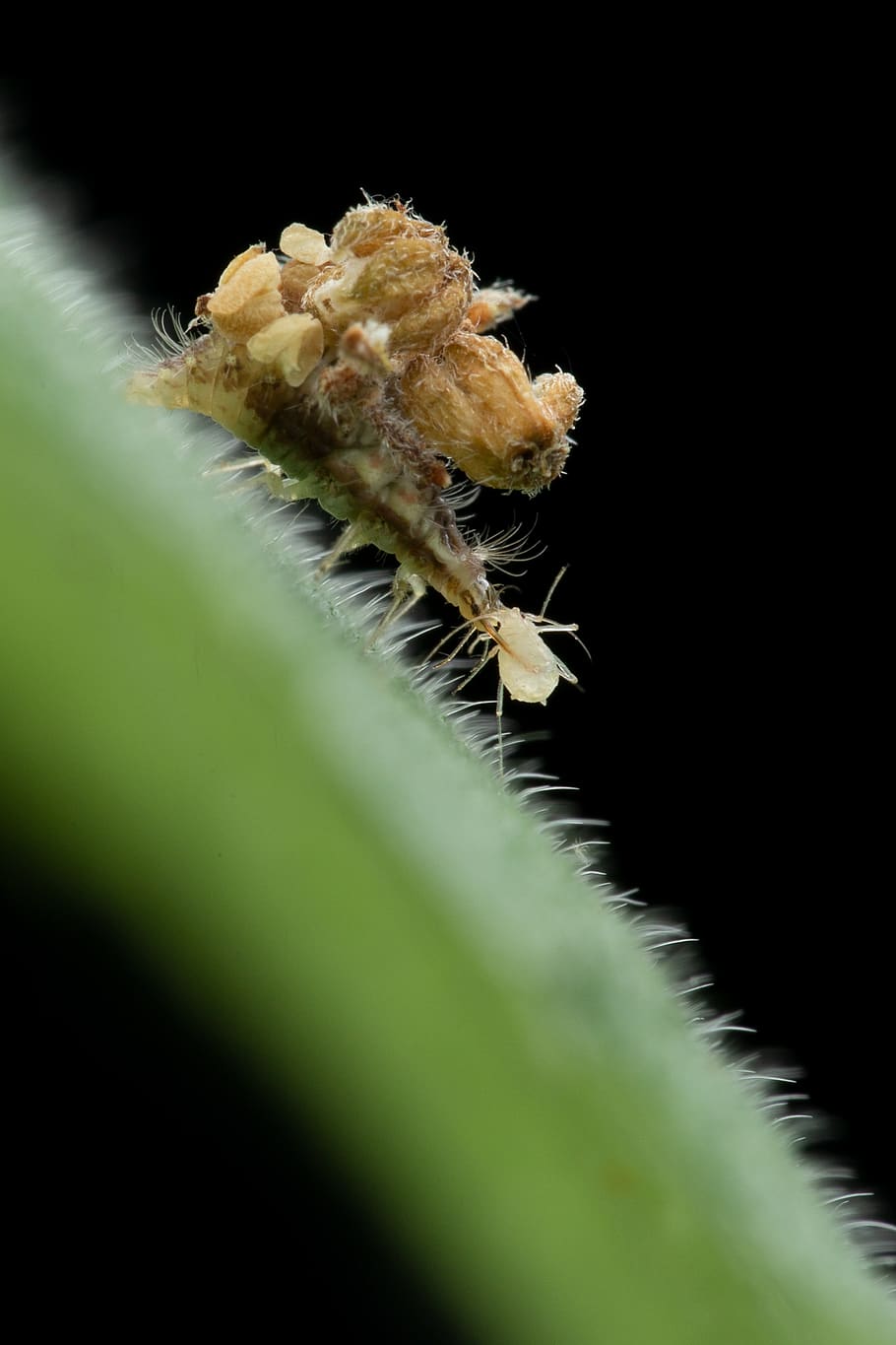 animal, insect, aphid lion, close-up, selective focus, plant, HD wallpaper