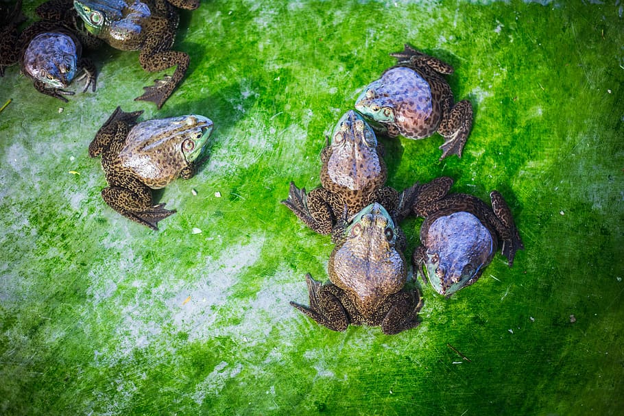 toads, frogs, nature, amphibian, animal, water, animal wildlife HD wallpaper