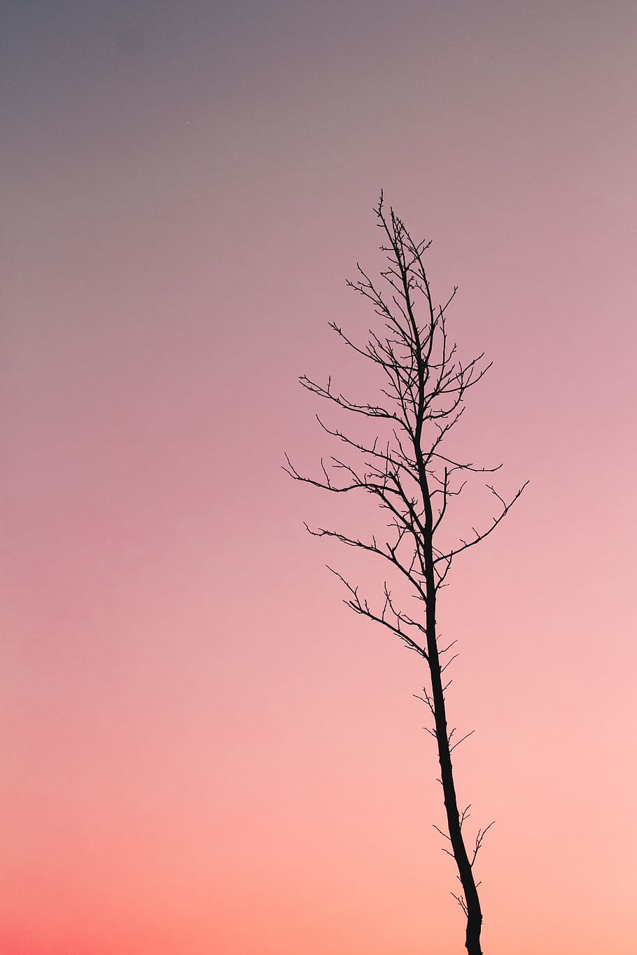 Silhouette Photo of Bare Tree, contrast, dawn, dusk, environment HD wallpaper