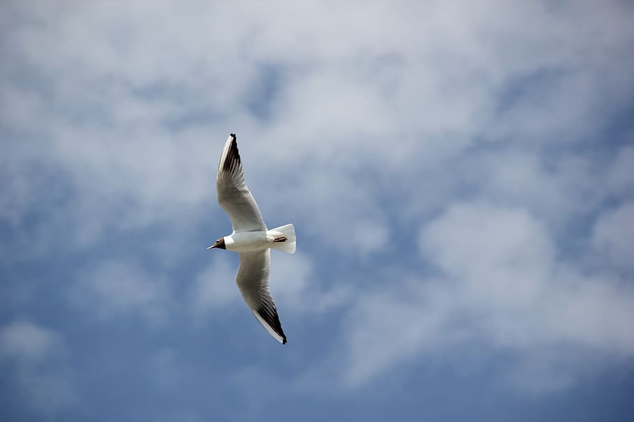 gull, seagull, bird, white, animal, wild, nature, flying, animal wildlife HD wallpaper