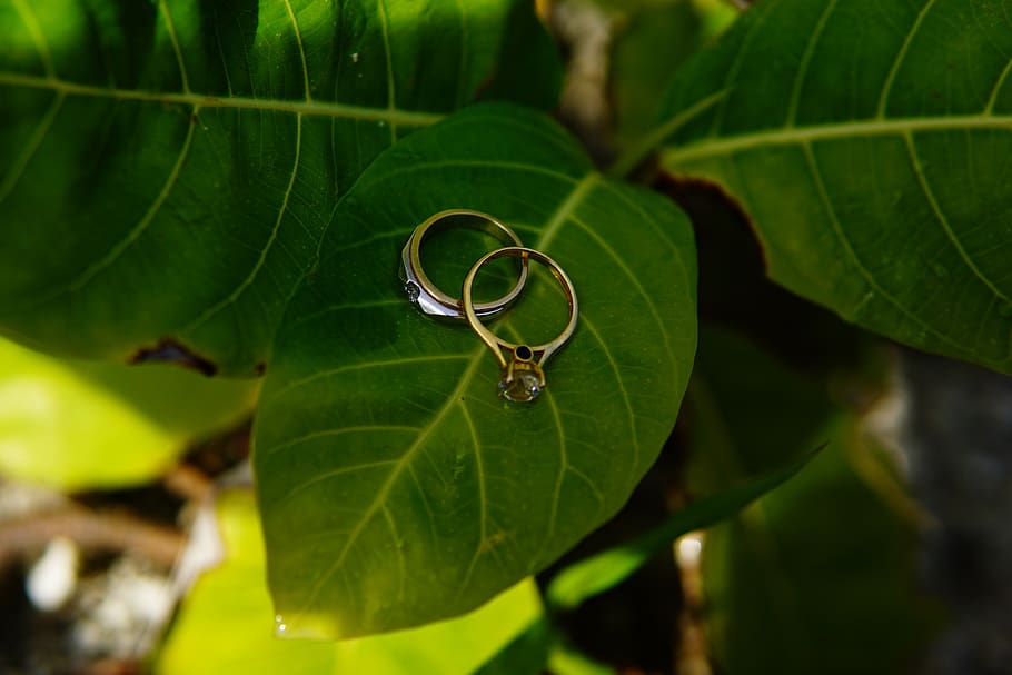flower, ring, wedding, love, nature, beautiful, plant part HD wallpaper