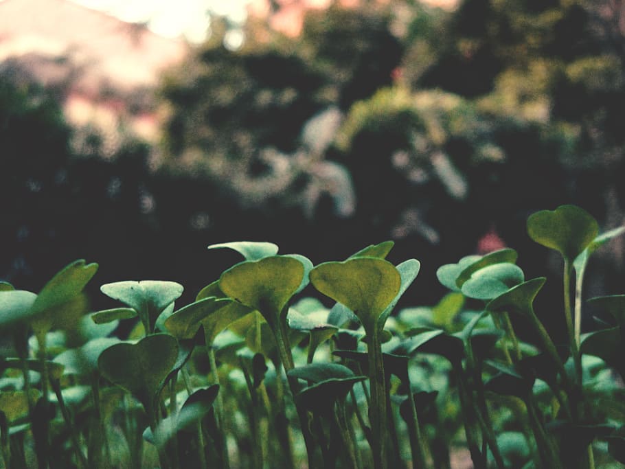 Green Leave Plant, blur, close-up, color, environment, field HD wallpaper