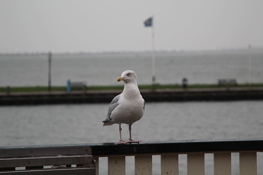 seagull, bird, flight, nature, animal, dom, wing, mar, water HD wallpaper