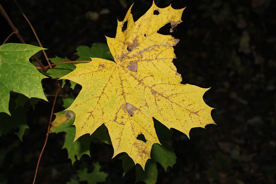 leaf, autumn, forest, leaves, nature, fall foliage, background HD wallpaper