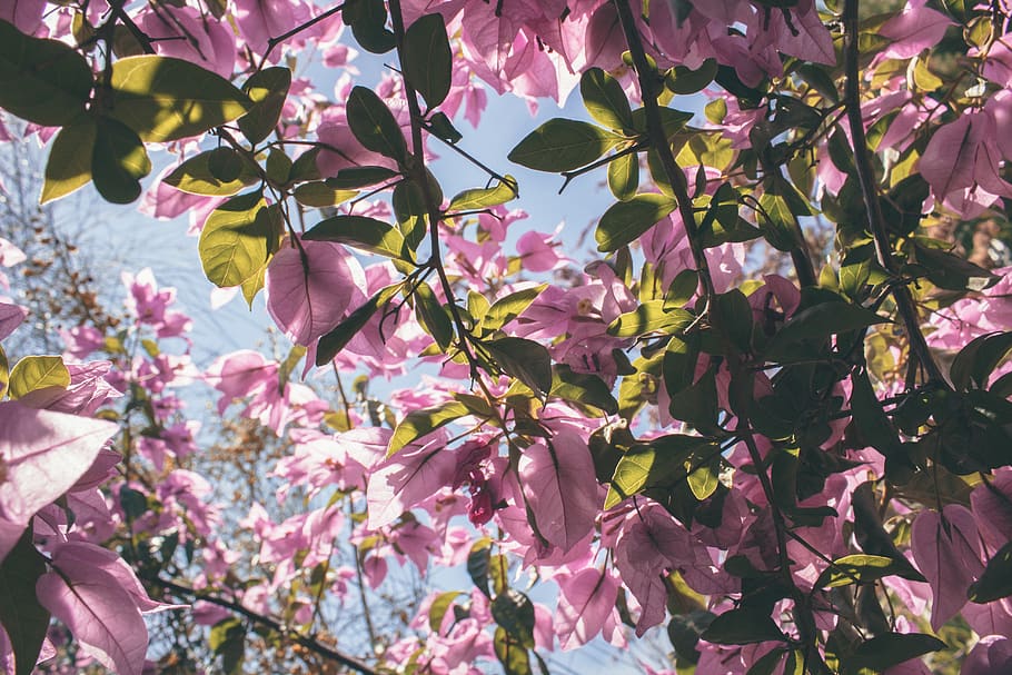 Purple Flowers and Green Leafed, beautiful, bloom, blooming, blossom HD wallpaper