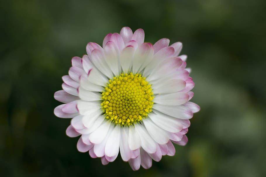 flower, spring, daisy, flowering plant, fragility, vulnerability HD wallpaper