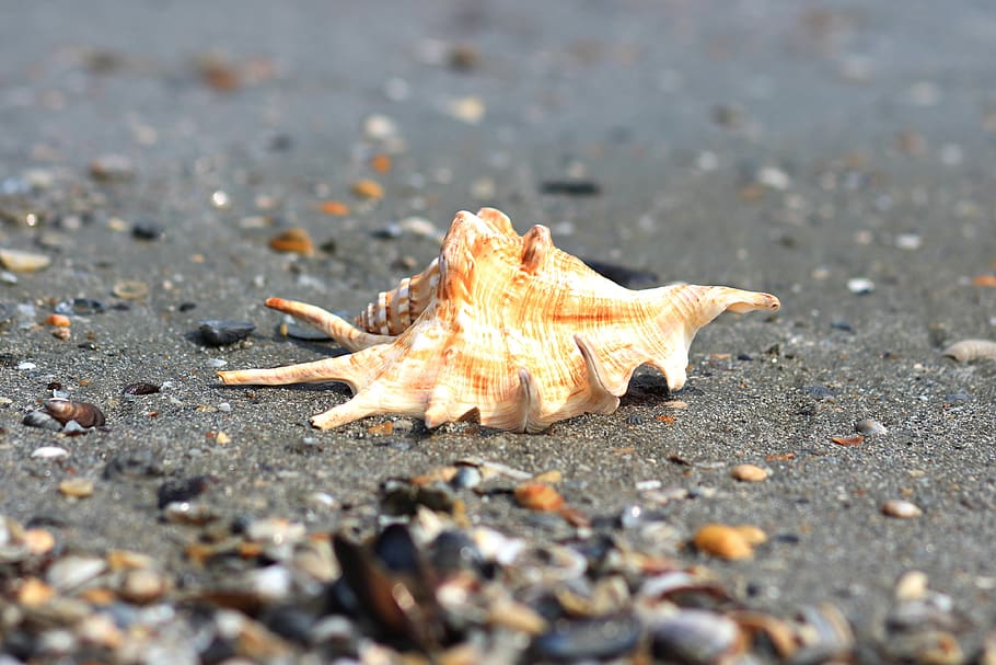 clam, sand, beach, shore, marine, tropical, holiday, land, no people HD wallpaper