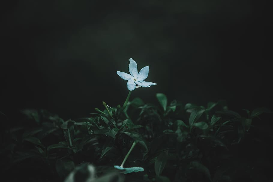 White 5-petaled Flower, bloom, blossom, dew, flora, garden, petals HD wallpaper