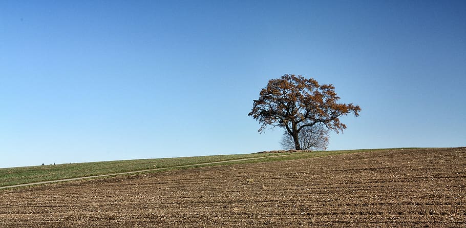 nature, landscape, sky, tree, panorama, alone, summer, field HD wallpaper