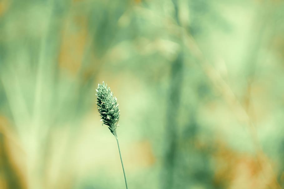 Beautiful dear. Kitchen background Blur. Blur Plant. Minimalist photo blurred. Звездное сияние фото make your work you came across your.