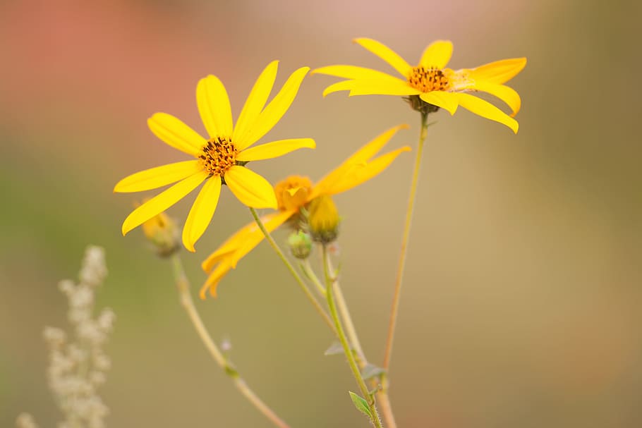 background, blossom, blurred, blurry, bokeh, botany, bunch HD wallpaper