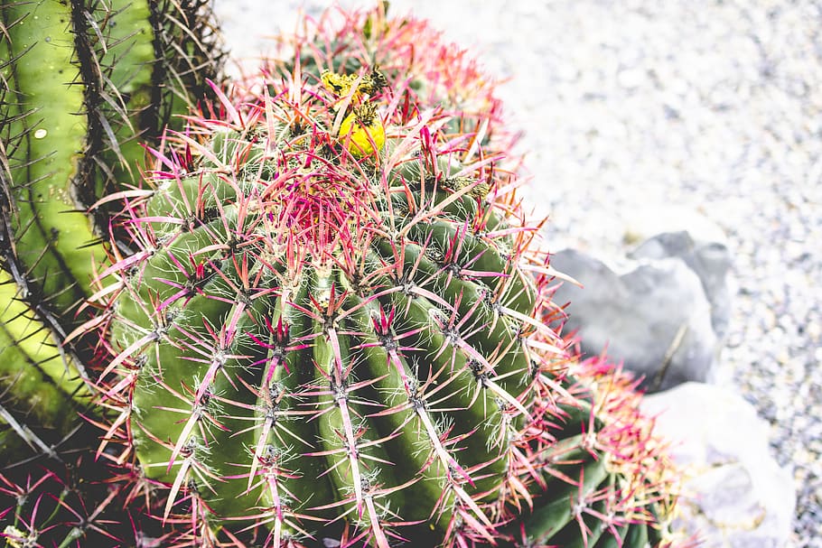 plant, cactus, tree, sprout, flower, blossom, bud, pollen, fir HD wallpaper