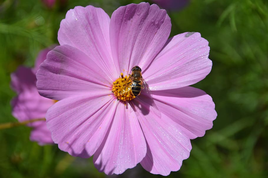 flower, pink, bee, dew, nature, plants, petal, flora, flowering plant HD wallpaper