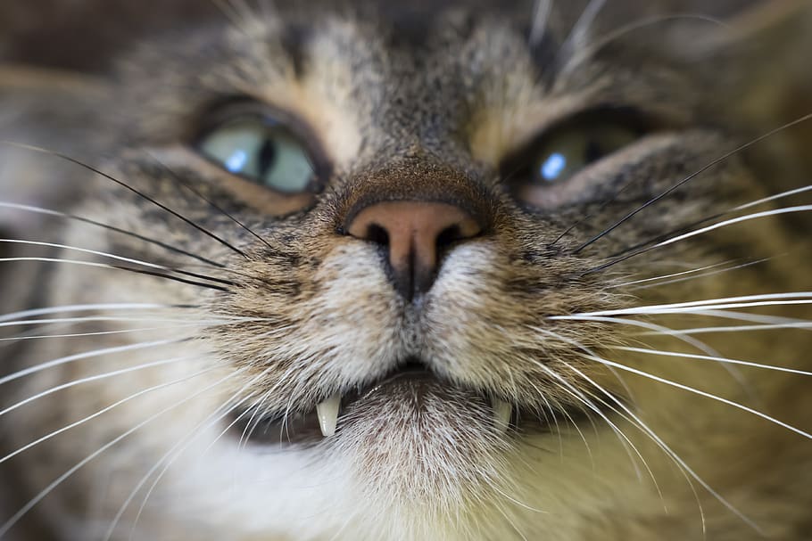 cat, animal, animals, fur, macro, tooth, home, mustache, eye HD wallpaper