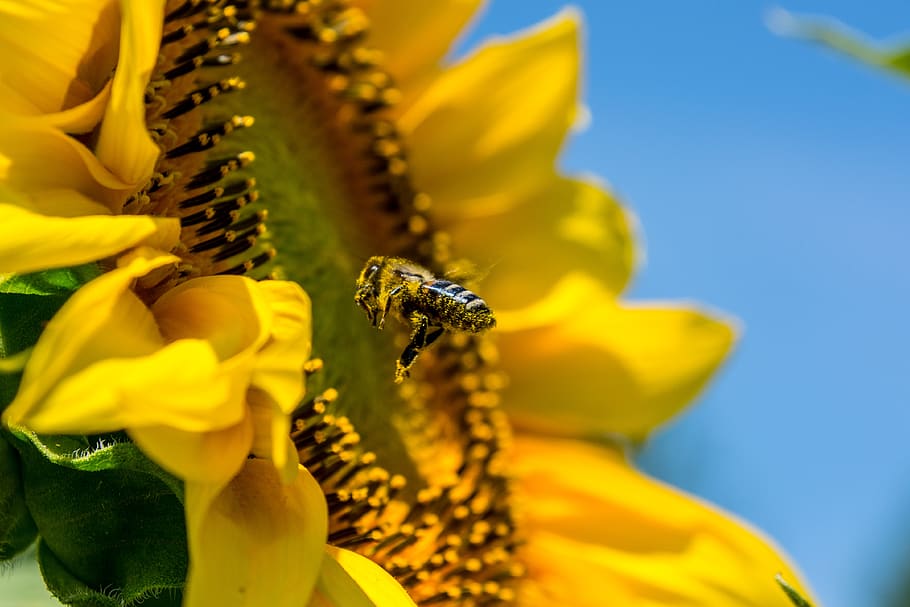 Macro Photo of Honey Bee Flying Near Yellow Flower, bloom, blossom HD wallpaper